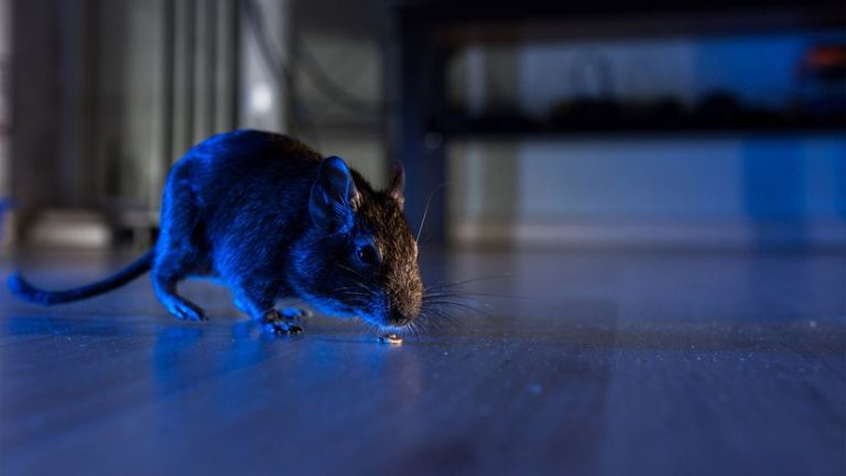 Do You Know Why Rats Often Come into Your House?