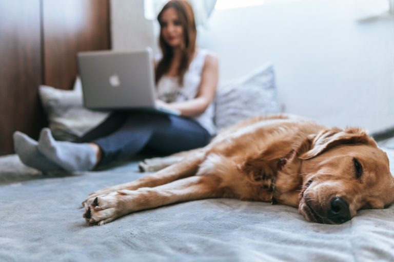 Pet-Friendly Interior Design: Creating Spaces that Cater to Furry Friends