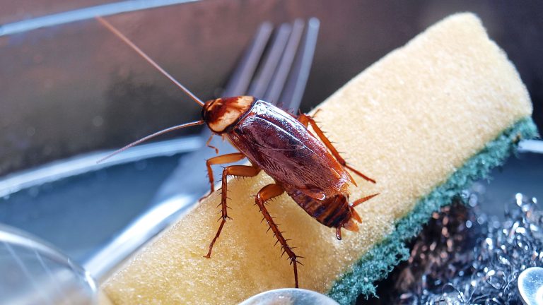 Dealing with a Cockroach Infestation: Common Methods to Eliminate Roaches